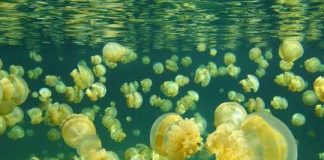 Biển trong tương lai sẽ thành "thế giới loài sứa"