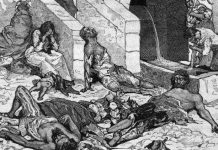 Vua chuột – hiện tượng kinh dị hiếm gặp và nguy hiểm Vua chuột - hiện tượng kinh dị hiếm gặp và nguy hiểm