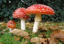 Dấu hiệu riêng nhận biết nấm độc