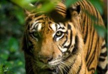 Sẽ không còn hổ ở châu Á Sẽ không còn hổ ở châu Á