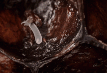 Những ngày đầu đời của loài ong qua chùm ảnh chân thật