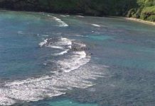 Đại dương đang bị axit hóa