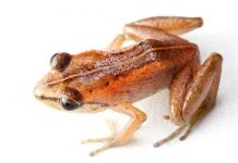 Ếch Mozart biết huýt sáo Ếch Mozart biết huýt sáo