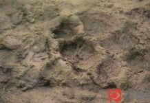 Sinh vật hút máu giết chết hơn 200 gia cầm