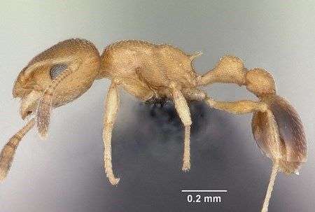 Khám phá những loài kiến lạ trên thế giới
