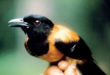 Loài chim duy nhất trên thế giới có độc, chạm vào lông cũng có thể mất mạng