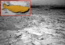 Phát hiện cá khổng lồ sống trên sao Hỏa