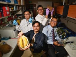 Sẽ có sầu riêng dành cho người bị tiểu đường