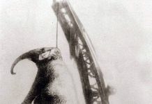 Vụ hành hình voi sát nhân rúng động nước Mỹ năm 1916 Vụ hành hình voi sát nhân rúng động nước Mỹ năm 1916