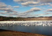 Kỳ thú cảnh tượng "cơn bão ngỗng tuyết" phủ kín bầu trời