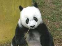 Gấu trúc TQ tròn 25 tuổi Gấu trúc TQ tròn 25 tuổi