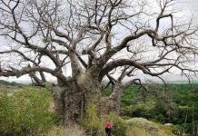 Báo động sự suy giảm các cây cổ thụ