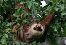 Những con lười nhưng siêng năng Những con lười nhưng siêng năng