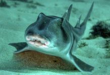 Cá mập cũng có cá tính như con người