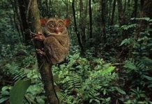 Những động vật quái dị nhất thế giới Những động vật quái dị nhất thế giới