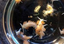 Sóng thần năm 2011 đem hàng triệu sinh vật từ Nhật tới bờ biển Mỹ Sóng thần năm 2011 đem hàng triệu sinh vật từ Nhật tới bờ biển Mỹ