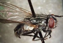 Dùng ruồi biến rác thải thành thức ăn cho vật nuôi Dùng ruồi biến rác thải thành thức ăn cho vật nuôi