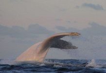 Phát hiện con cá voi lưng gù bạch tạng cực hiếm ở Australia
