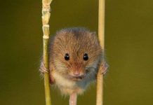 Chuột biết đi cà kheo