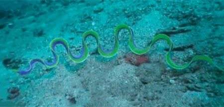 Cận cảnh các “quái vật” biển dị thường nhất thế giới