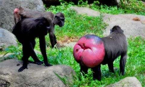 Những kẻ săn tình khét tiếng nơi hoang dã