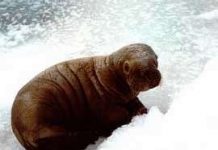 Con moóc Bắc cực