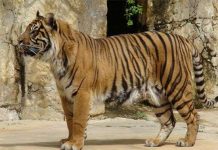 Virus của chó nhà đe dọa hổ châu Á