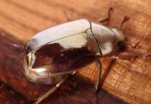 Bí mật đằng sau màu sắc ảo diệu của bọ óng Trung Mỹ Bí mật đằng sau màu sắc ảo diệu của bọ óng Trung Mỹ