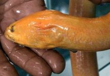 Nông dân miền Tây bắt được lươn vàng Nông dân miền Tây bắt được lươn vàng