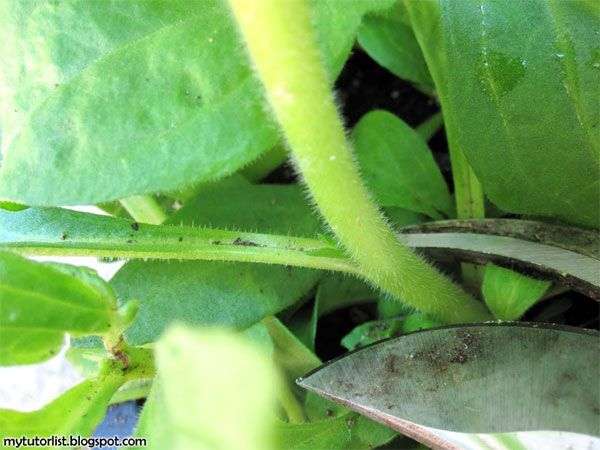 Kỹ thuật trồng hoa dạ yến thảo bằng cành