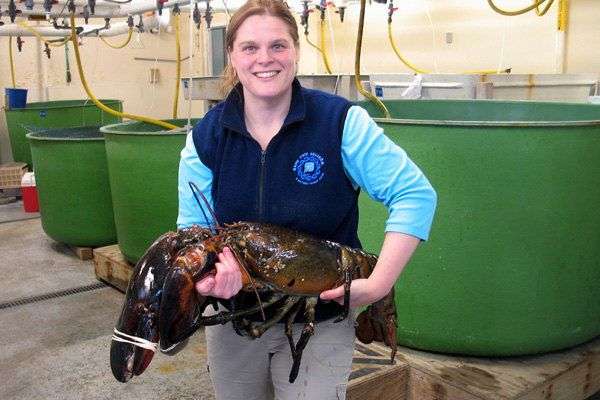 Giải mã bí ẩn tuổi tôm hùm