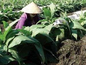 Dùng rong chống hạn và tăng năng suất cây trồng