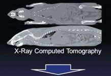 Tạo bộ xương chuột nhờ máy in 3D