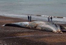 Xác cá voi khổng lồ dạt vào bờ, người dân lo sợ cú nổ nội tạng kinh hoàng