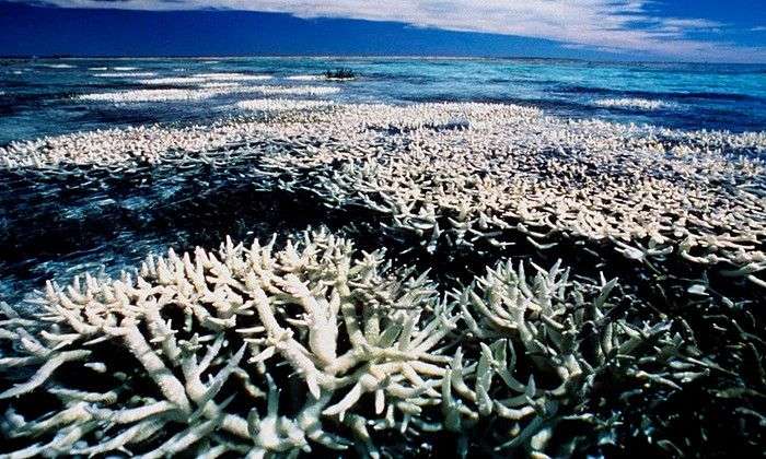 Các rạn san hô sẽ chết hết nếu tình trạng axit hoá nước biển không giảm