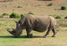 Nam Phi chống săn trộm tê giác bằng chip và DNA Nam Phi chống săn trộm tê giác bằng chip và DNA