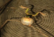 Ếch tiến hóa nhờ tiểu hành tinh khiến khủng long tuyệt chủng