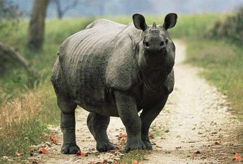 Những kẻ săn tình khét tiếng nơi hoang dã