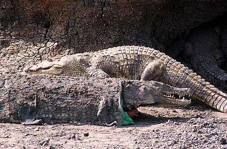 Giả cá sấu để nghiên cứu