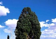 Nhân bản vô tính cây bách 5000 năm tuổi