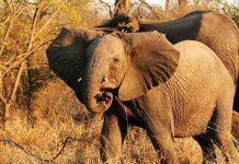 Voi châu Phi hoạt động theo chu kỳ mặt trăng