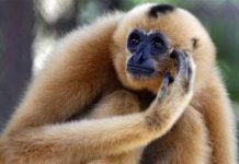 Linh trưởng đơn hôn vì sợ con bị “tình địch” sát hại Linh trưởng đơn hôn vì sợ con bị "tình địch" sát hại