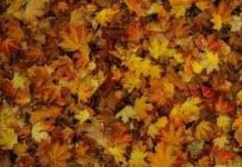 Tại sao lá cây mùa thu tại Hoa Kỳ và châu Âu có màu khác nhau?