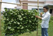 Trồng rau ở đô thị bằng vườn treo thẳng đứng