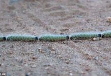 “Đại đội” sâu róm thẳng tắp bò ngang qua đường