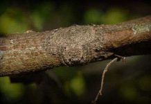 Kinh dị loài nhện có khả năng tàng hình siêu việt Kinh dị loài nhện có khả năng tàng hình siêu việt