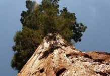 Đây là những sinh vật khổng lồ nhất xuất hiện trên Trái đất