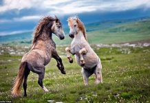 Đẹp: Những trận đấu trước giao phối của loài ngựa