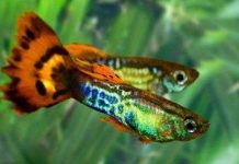 Cách dự trữ “con giống” kỳ lạ ở động vật cái Cách dự trữ "con giống" kỳ lạ ở động vật cái