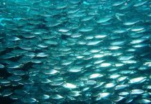 Loài cá có khả năng tàng hình